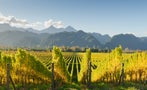 Read: The World's Most Wanted New Zealand Wines