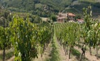 Read: The Most Wanted Italian Wines in the World