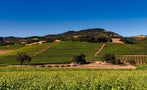 Read: Napa's Most Wanted Wines