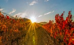 Read: The World's Most Expensive Rioja