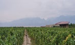 Read: Meet China's Driving Winemaker
