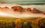 Read: The World's Most Expensive Bordeaux