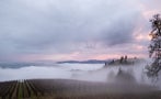 Read: The World's Best Oregon Wines