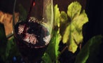 Read: The World's Most Wanted Shiraz