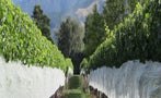 Read: New Zealand's Most Wanted Wines