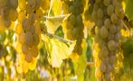 Read: The World's Most Wanted Sauvignon Blancs