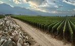 Read: European Malbec Back from the Brink