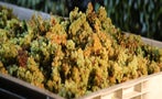 Read: The World's Most Wanted Chardonnays