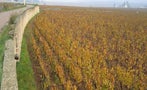 Read: The Word's Most Wanted White Burgundies