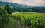 Read: The World's Most Wanted Red Burgundies