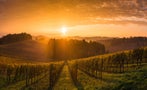 Read: The World's Most Wanted Wines