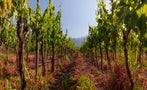 Read: The Best Value Sauvignon Blancs of 2024