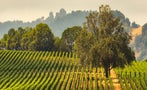 Read: The Best Value Sonoma Wines for 2024