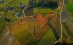 Read: Barolo 2020: A Thing of Beauty