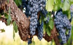 Read: The Best Value Shiraz of 2024