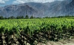 Read: The Most Expensive Argentinian Wines of 2024