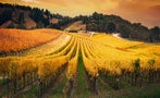Read: The Most Expensive Australian Wines of 2024