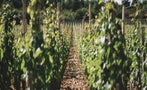 Read: The Most Expensive Wines of 2024