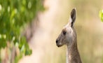 Read: The World's Best Australian Wines of 2024