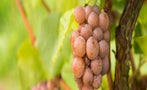 Read: The World's Most Wanted Pinot Gris