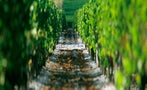 Read: Vintage 2020: Bordeaux Rolls Out Another Classic