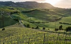 Read: 2020 Brunello Vintage: Ready and Willing
