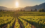 Read: Napa's Most Wanted Wines of 2025