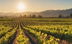 Read: Napa's Most Wanted Wines of 2025