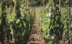 Read: Welcome to the Age of the $50K Wine