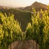 Magazine Wine&#039;s Big Move Towards the Middle