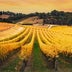 Magazine The Best Australian Wines of 2025
