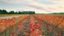 Pegasus Bay Winery