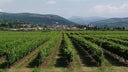 Cantina Buglioni