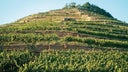 Domaines Schlumberger
