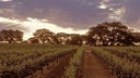 Woodbridge by Robert Mondavi