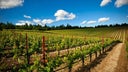 HALL Wines