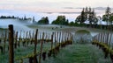 The Eyrie Vineyards