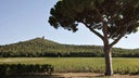 Tenuta Guado al Tasso