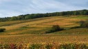 Domaine Rossignol-Trapet