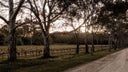 Peter Lehmann Wines