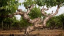 Kaesler Wines