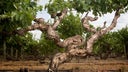 Kaesler Wines