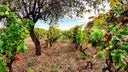 Varvaglione Vigne & Vini srl