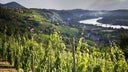 Domaine Pierre Gaillard