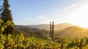 Michael Mondavi Family