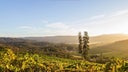 Michael Mondavi Family