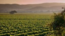 Tenuta Poggio al Tesoro