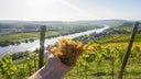 Weingut Schloss Lieser