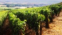 Domaine J.M. Boillot