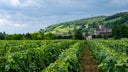 Domaine Comte Georges de Vogue